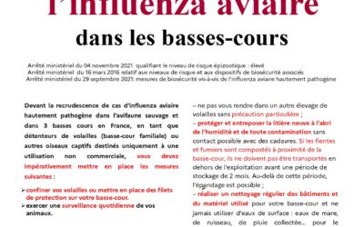 Renforcement des mesures de biosécurité pour lutter contre l’influenza aviaire dans les basses-cours
